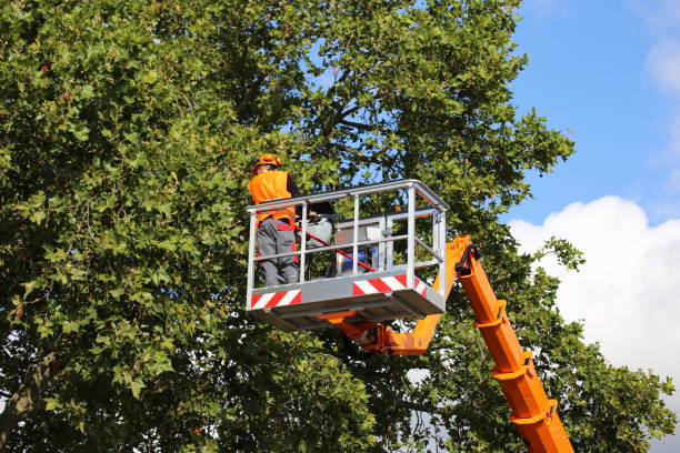 Best Emergency Storm Tree Removal  in Vernon, TX